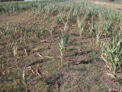 Emergencia agropecuaria por sequía en cinco departamentos del sur del país