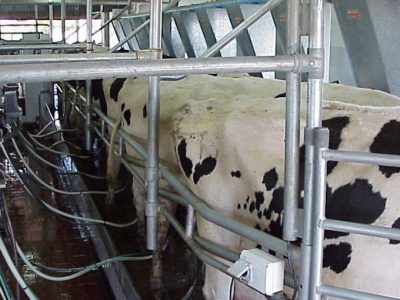 Beneficios de UTE para la cadena láctea