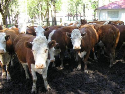 Mercado de ganado gordo retrocede levemente