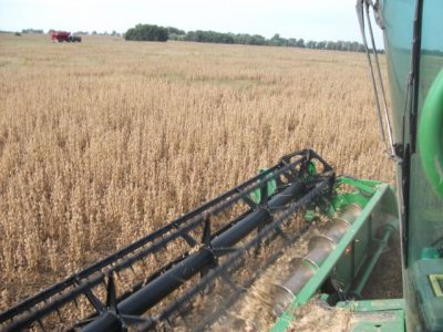 Extremar cuidados para evitar contaminación de la cosecha de soja