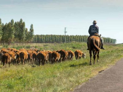 MGAP extendió el permiso para pastoreo en rutas