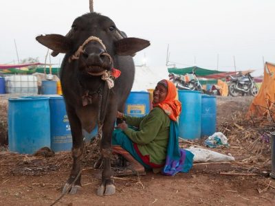 Medidas para mantener la producción y el suministro de leche en India