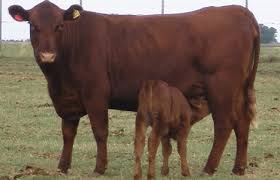 Vacunación obligatoria contra fiebre aftosa en bovinos menores de 2 años