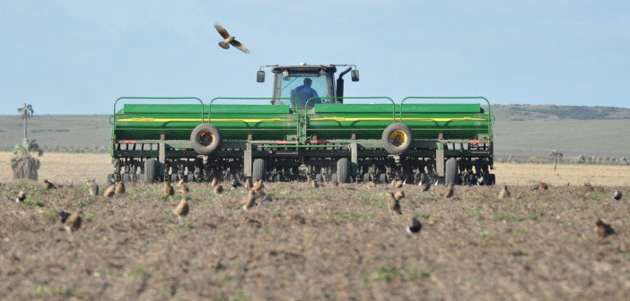 En Argentina crece el área de siembra de trigo