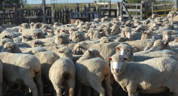 Miden la huella de carbono en la producción ovina