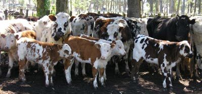 Potenciando la recría bovina