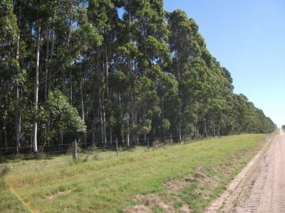 Se forestaron unas 30.000 has. de Eucalyptus en Uruguay