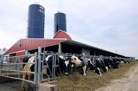 General Mills lanza plan piloto de granja lechera regenerativa en los EE. UU.
