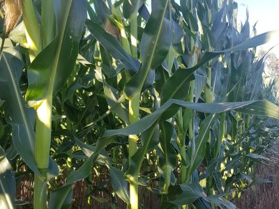 USDA eleva índice de cultivos de maíz