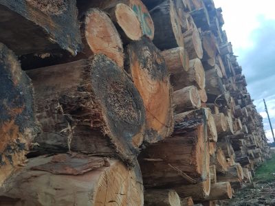 Caída de la extracción de madera en 2019