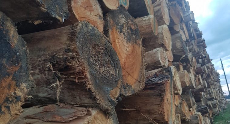 Caída de la extracción de madera en 2019