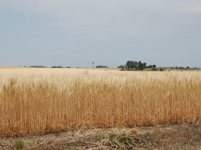 Caería saldo exportable de trigo en Argentina