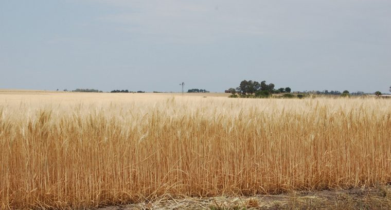 Caería saldo exportable de trigo en Argentina