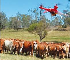 Drones y vacas lecheras: manejo del ganado