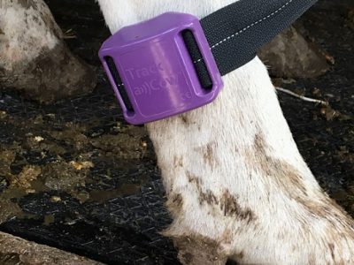 Tecnología disruptiva para el monitoreo de vacas lecheras