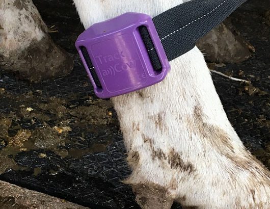 Tecnología disruptiva para el monitoreo de vacas lecheras