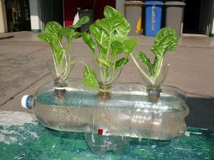 Plantas que se pueden cultivar en agua