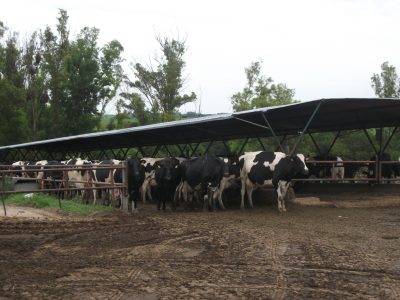 Nuevos protocolos de inseminación artificial en vacas lecheras