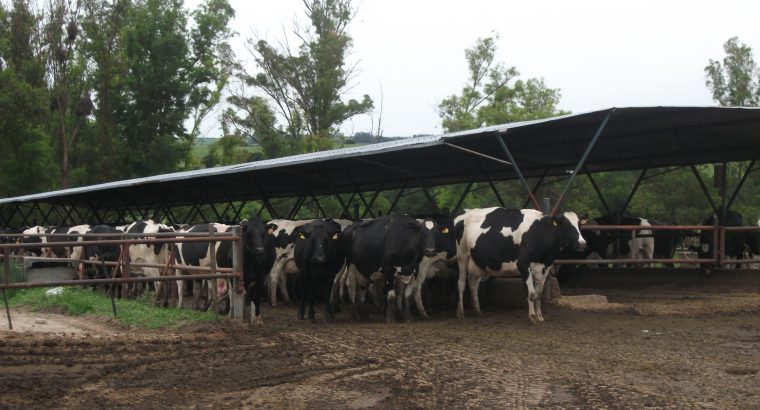 Nuevos protocolos de inseminación artificial en vacas lecheras