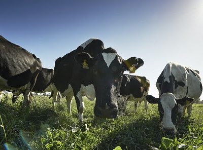 Precio de la leche al productor descendió en agosto