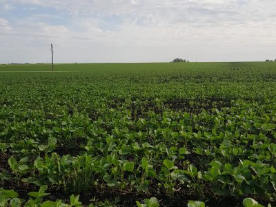 Siembra de soja cercana al millón de hectáreas