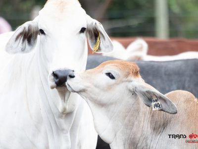 Mejorando las vacas lecheras africanas con cruzamientos