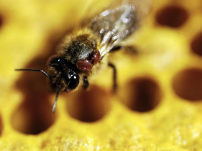 Pérdida de colonias de abejas