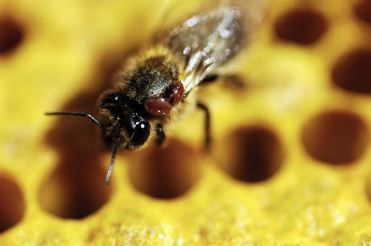 Pérdida de colonias de abejas