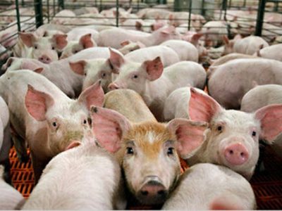 El cerdo impulsaría el crecimiento de la producción mundial de proteína animal