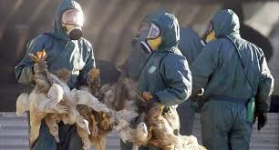 Crece la gripe aviar en Europa