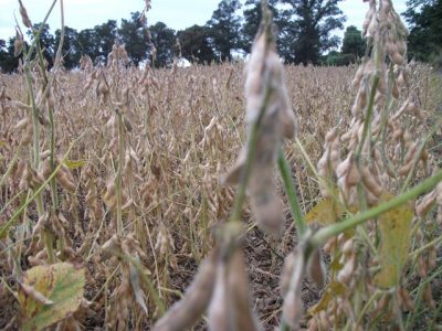 Soja y maíz: precios sin freno