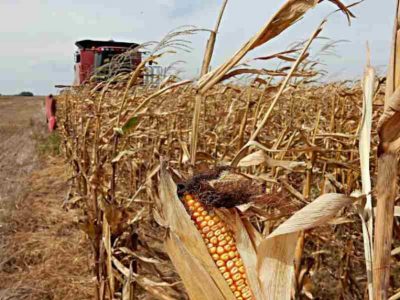 Argentina:Gobierno suspende las exportaciones de maíz