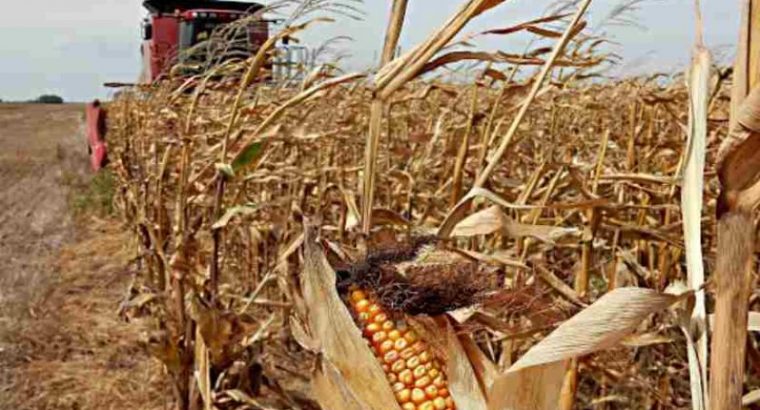 Argentina:Gobierno suspende las exportaciones de maíz