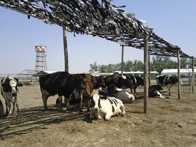 Pautas para prevenir el estrés calórico en el ganado bovino