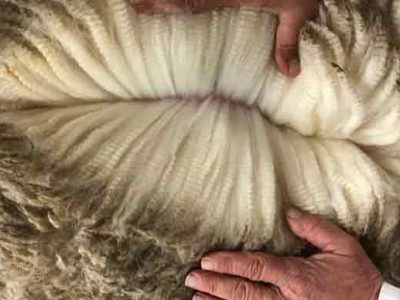 Pocos negocios por lanas en el mercado local