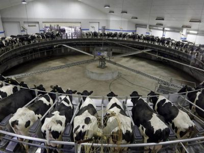 Veinte empresas lácteas procesan el 25% de la producción mundial