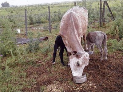 Curiosidades:vaca mellicera por tercera vez