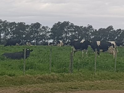 Faena de vacas lecheras volvió a caer en noviembre