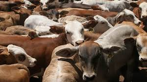 Sorprendente suba del ganado en Paraguay
