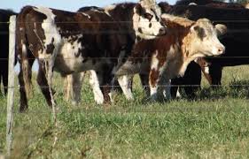 Precio del ganado gordo aumentó en la última semana