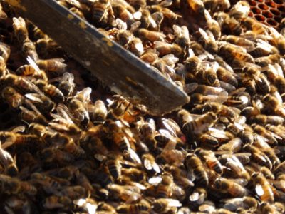 Se extiende plazos de habilitaciones de la salas de extracción de miel