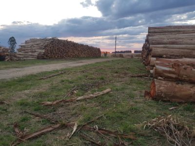 Sector forestal uruguayo fortalecido en el último trimestre