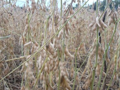 Mejores rendimientos de soja del país en los campos de Fucrea fueron en el sur