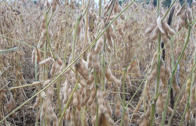Mejores rendimientos de soja del país en los campos de Fucrea fueron en el sur