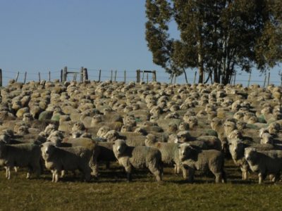 Uruguay quedó habilitado para exportar ovinos en pie a Arabia