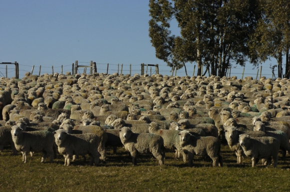 Uruguay quedó habilitado para exportar ovinos en pie a Arabia