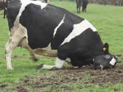 Brasil confirma dos casos de “mal de la vaca loca”