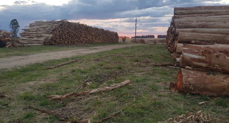 Dirección Forestal publicó últimos datos sobre actividad en Uruguay