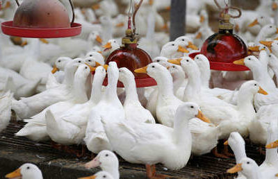 Francia detecta un nuevo brote de gripe aviar