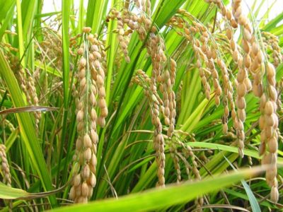 USDA pronostica alza en producción mundial de arroz